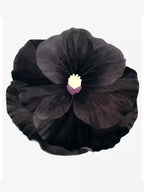 Black flower shaped rugs - Houseoon